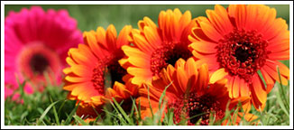 Mockingbird Florist, fine flowers, gifts and event designs in Dallas, Texas.