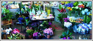 Mockingbird Florist, fine flowers, gifts and event designs in Dallas, Texas.
