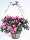 Azalea