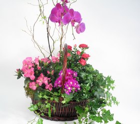 Orchid Garden Basket from Mockingbird Florist in Dallas, TX