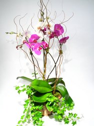 Multi Orchid Garden