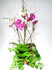 Multi Orchid Garden