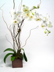 Orchid in Cube Large Double Spike Plant
