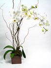 Orchid in Cube