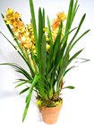 Cymbidium