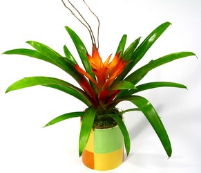 Bromeliad Desk Planter