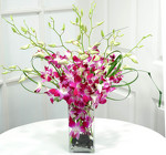 Simply Orchids Internet Special