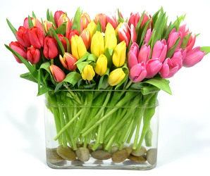 Holland Tulips By Fifty from Mockingbird Florist in Dallas, TX