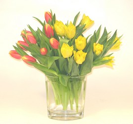 Tempting Tulips