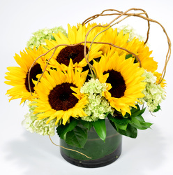 Sunny Sunflowers from Mockingbird Florist in Dallas, TX