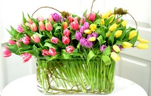 Tulips Tulips and more Tulips