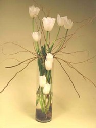 Simple Sophisicate
