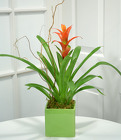 Bromeliad Desk Planter