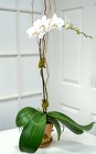 Phalaenopsis Orchid Special