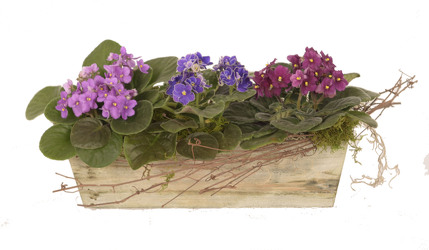 Premium Violet Planter from Mockingbird Florist in Dallas, TX
