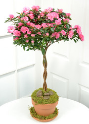 Azalea Tree