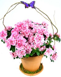 Azalea in Terracotta 