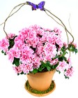 Azalea in Terracotta 