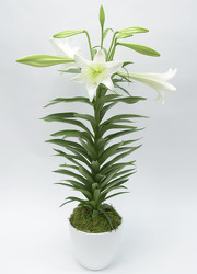 Easter Lilly In White Ceramic Bowl from Mockingbird Florist in Dallas, TX