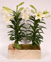 Easter Lily Garden Box from Mockingbird Florist in Dallas, TX
