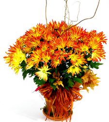 Fall Mums The Word