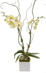 Yellow Phalaeonopsis Orchid Plant from Mockingbird Florist in Dallas, TX