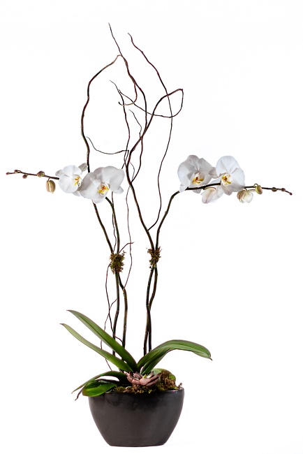 Phalaenopsis in Black Ebony Bowl from Mockingbird Florist in Dallas, TX