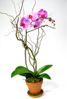 Simply Elegant  Orchid  Available in Lavender or White