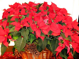 Lush Poinsettias  
