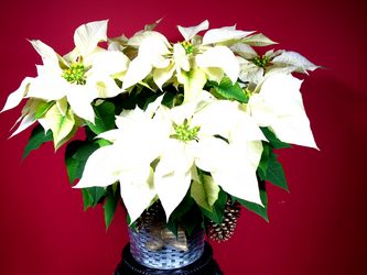 Winter White Poinsettia  Available  from Mockingbird Florist in Dallas, TX