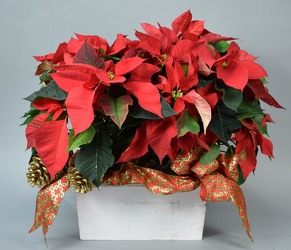 Poinsettia in White Washed Planter from Mockingbird Florist in Dallas, TX
