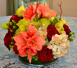 Amaryllis & Cymbidiums