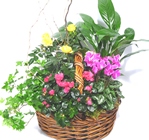 Mom's Special Garden.