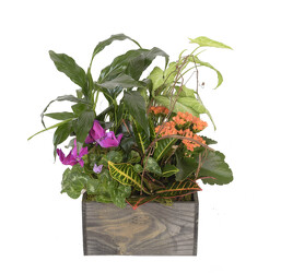 Fall Garden Box from Mockingbird Florist in Dallas, TX
