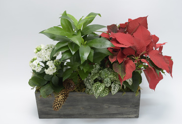 Holiday Planter from Mockingbird Florist in Dallas, TX