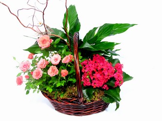 Moms Little Garden