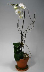 Phalaenopsis Internet Special
