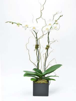  Large Double Spike Phalaenopsis Black Ceramic container from Mockingbird Florist in Dallas, TX