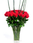 Fabulous 48 Red  4ft tall