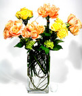Sherbet 36 Large roses  3 ft. Tall 