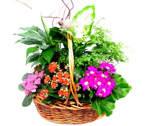 Summer Garden Plant Basket  from Mockingbird Florist in Dallas, TX