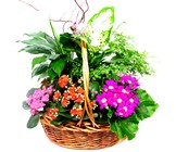 Summer Garden Plant Basket 
