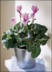 Pink Cyclamen Plant