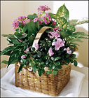  Pink Assortment Garden Basket