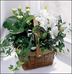  White Assortment Basket