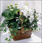  White Assortment Basket