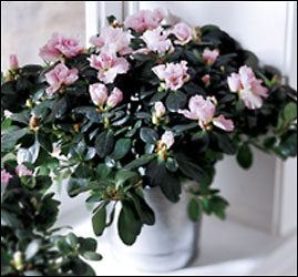  Azalea (Lg)