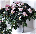  Azalea (Lg)