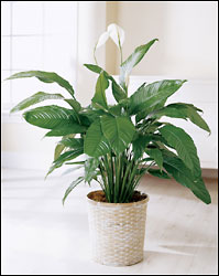  Spathiphyllum