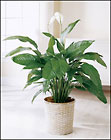  Spathiphyllum